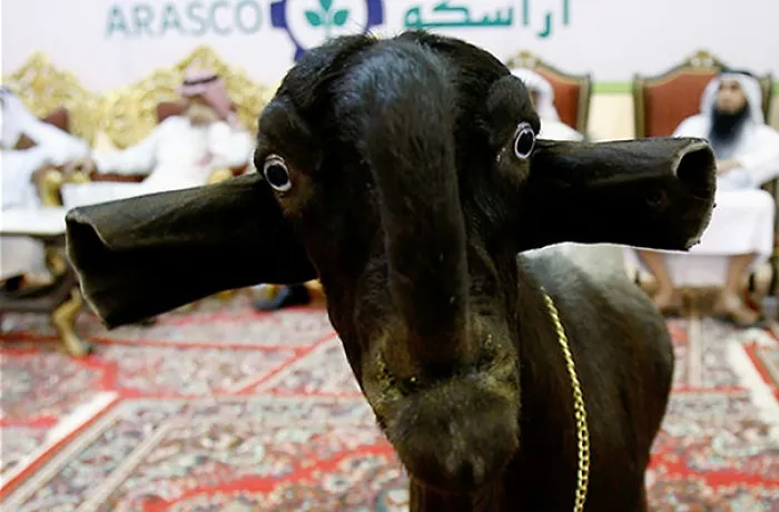 Damascus Goat: From The Cutest To The Ugliest
