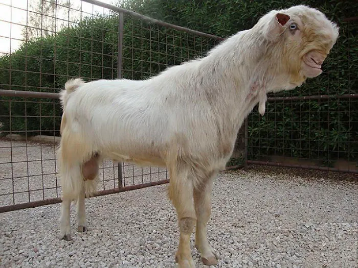 Damascus Goat: From The Cutest To The Ugliest