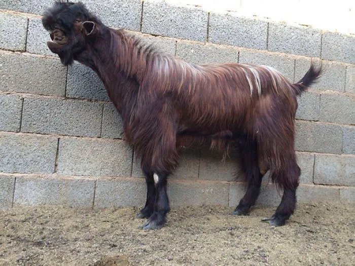 Damascus Goat: From The Cutest To The Ugliest