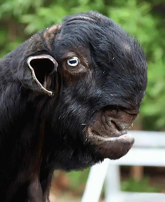 Damascus Goat: From The Cutest To The Ugliest
