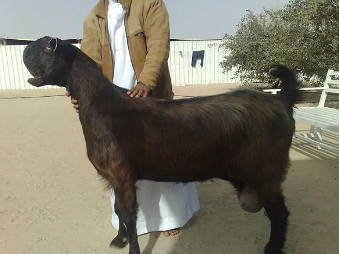 Damascus Goat: From The Cutest To The Ugliest