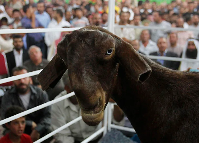Damascus Goat: From The Cutest To The Ugliest