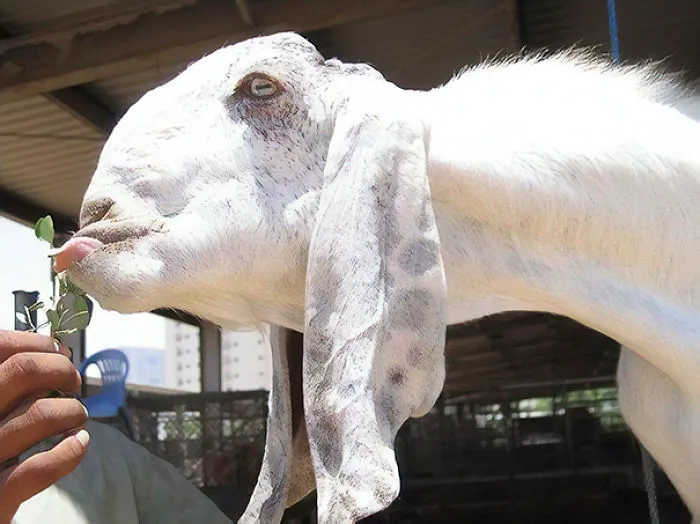 Damascus Goat: From The Cutest To The Ugliest