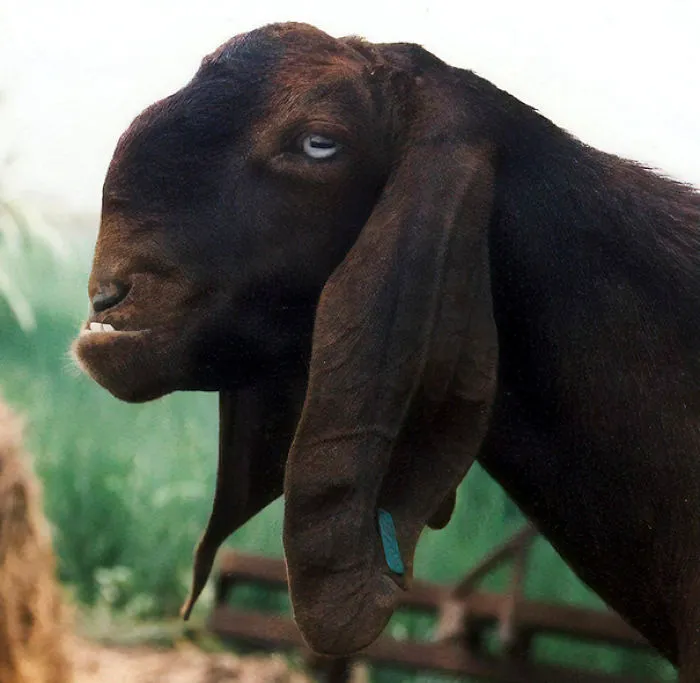 Damascus Goat: From The Cutest To The Ugliest