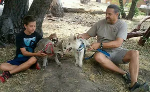 When Children Saw A Pack Of Wolf Ambassadors Their Reaction Was Priceless