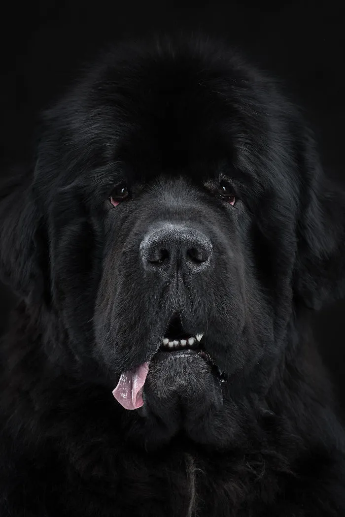 Pierre, The Huge And Fluffy Newfoundland