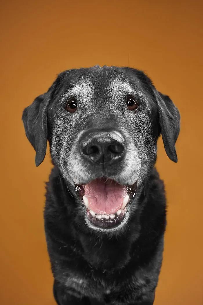 Alex, The Oldie And Happy Labrador