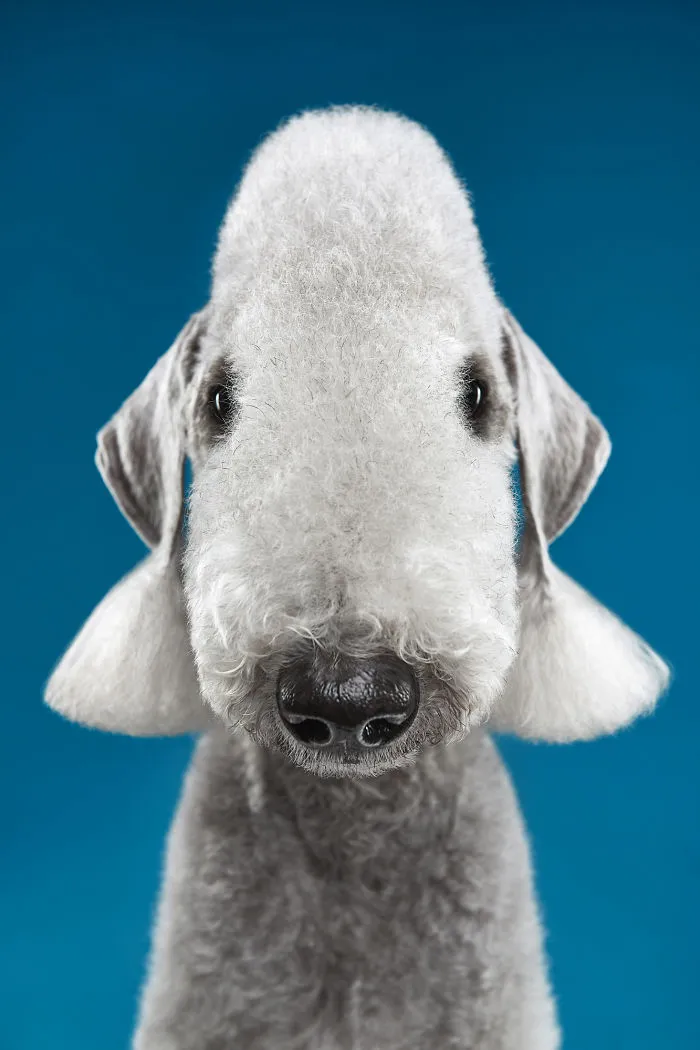 What If Alien Was A Sheep? Bedlington Terrier Is An Answer