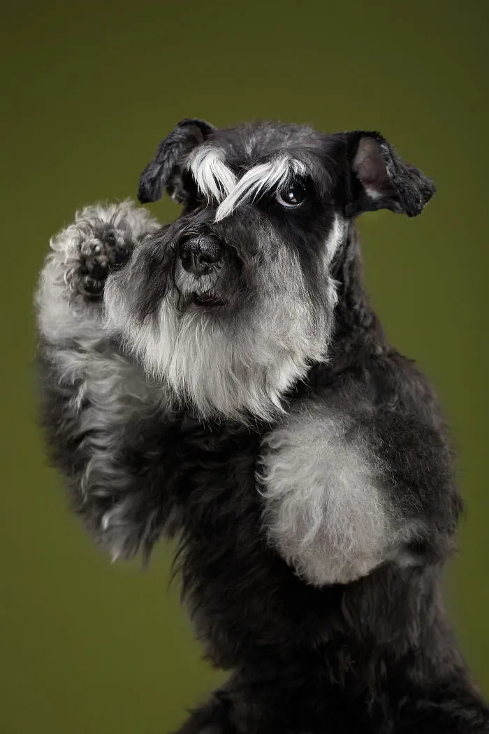 Chika, The Kung Fu Schnauzer