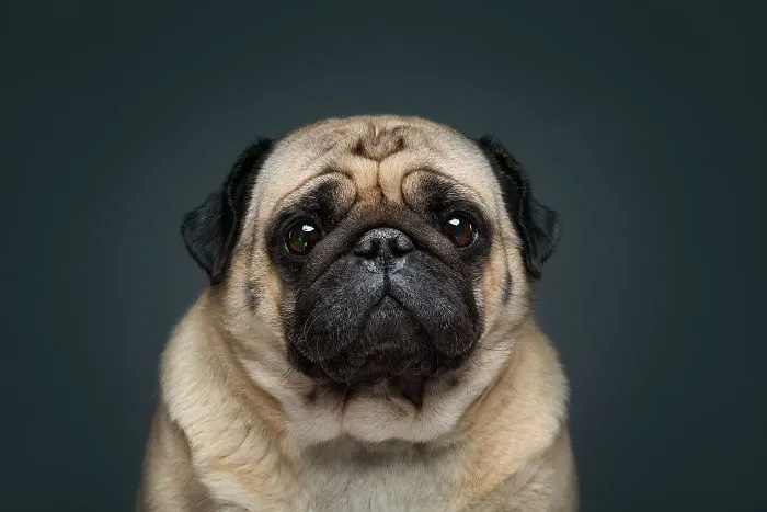 This Pug Knows The Secret Of Famous "Cat-From-Shrek" Look