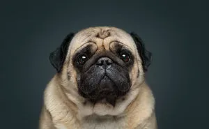 Explore The Amazing World Of Dog Breeds Through Our Series Of Expressive Portraits (16 Pics)