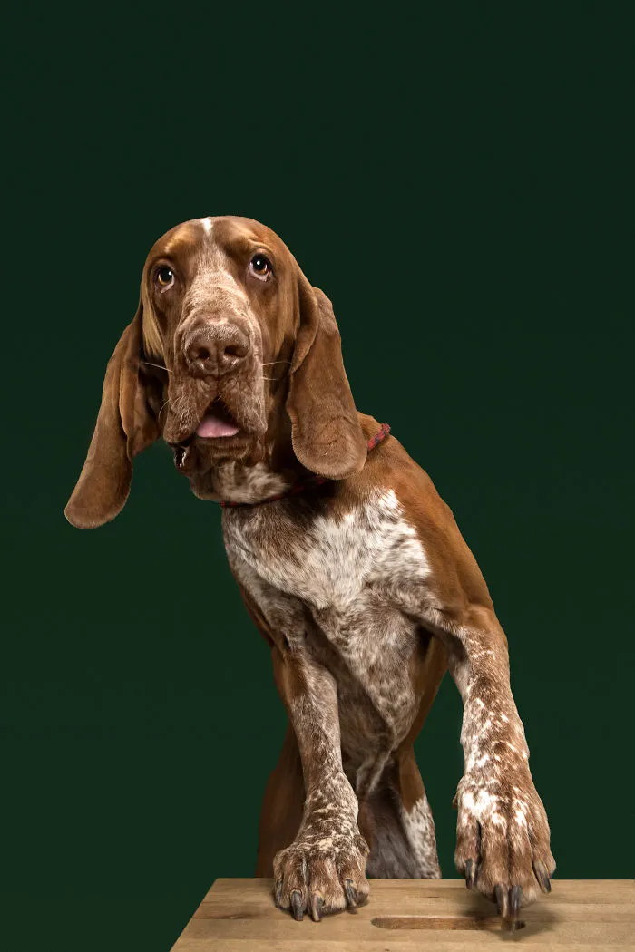 Platon, The Bracco Italiano. A Brave Hunter