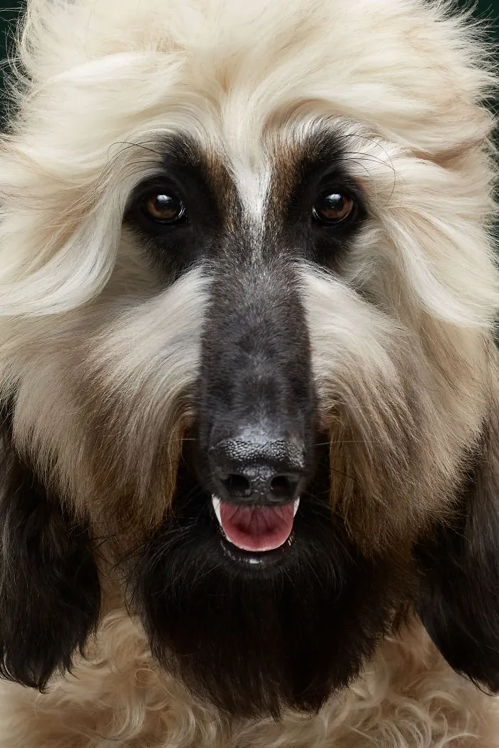 Faqir, The Elegant Afghan Hound