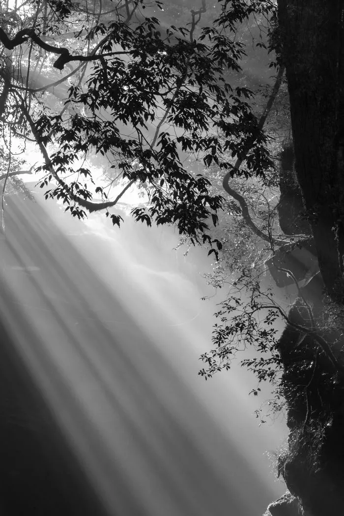 Sunbeams