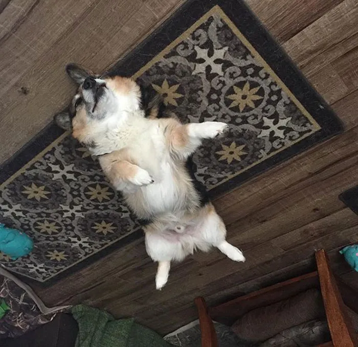25+ Divertidos "perros globo" que se han quedado pegados al techo