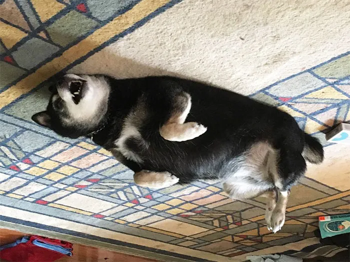 25+ Divertidos "perros globo" que se han quedado pegados al techo
