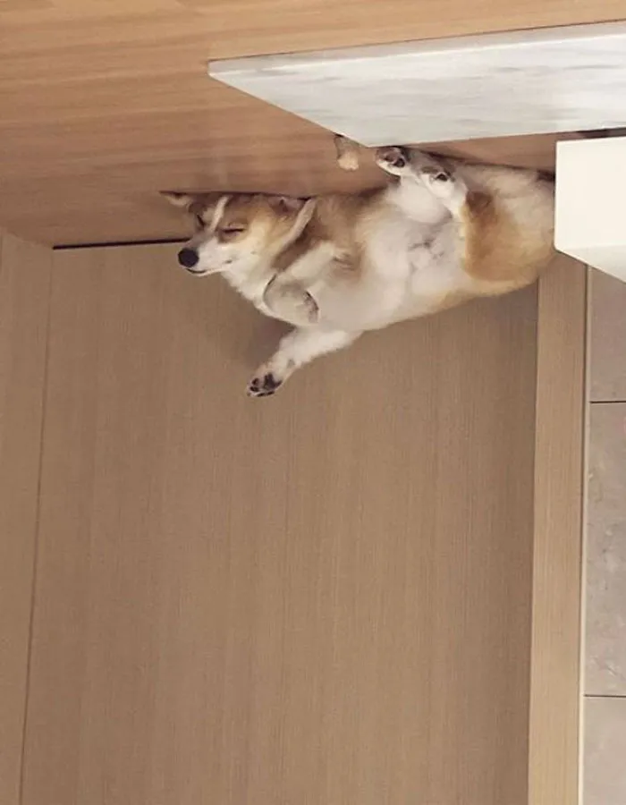 25+ Divertidos "perros globo" que se han quedado pegados al techo