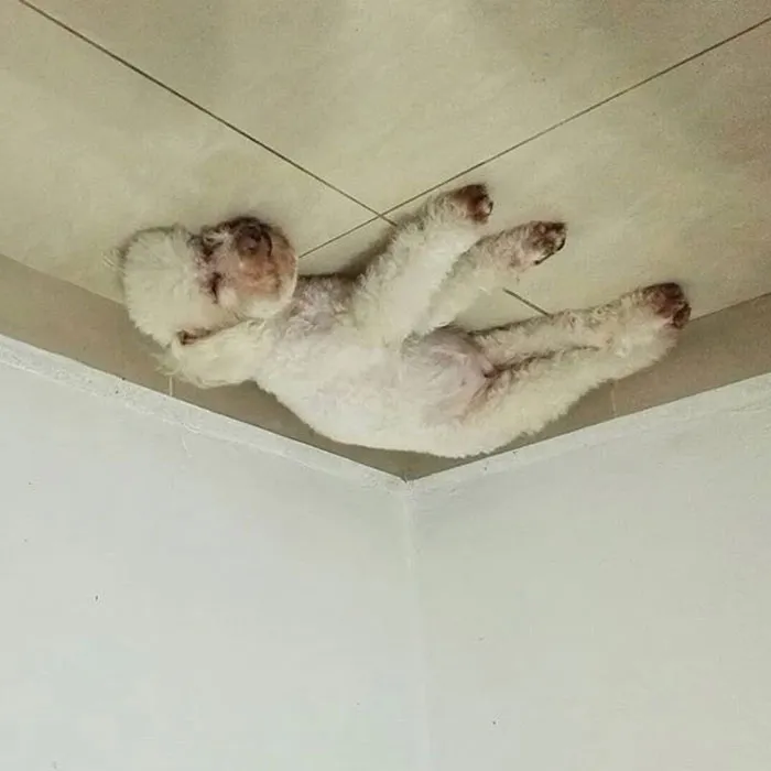 25+ Divertidos "perros globo" que se han quedado pegados al techo