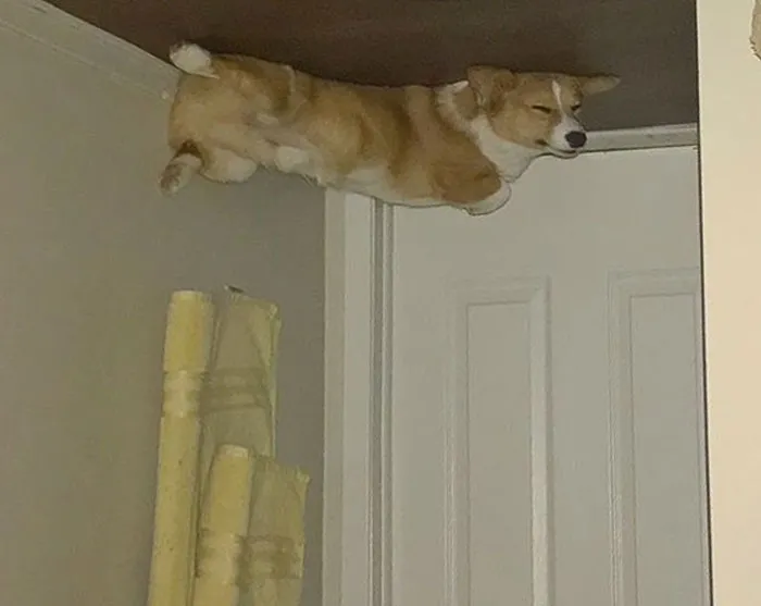 45 Hilarious 'Dog Balloons' That Floated Up To The Ceiling And Got Stuck