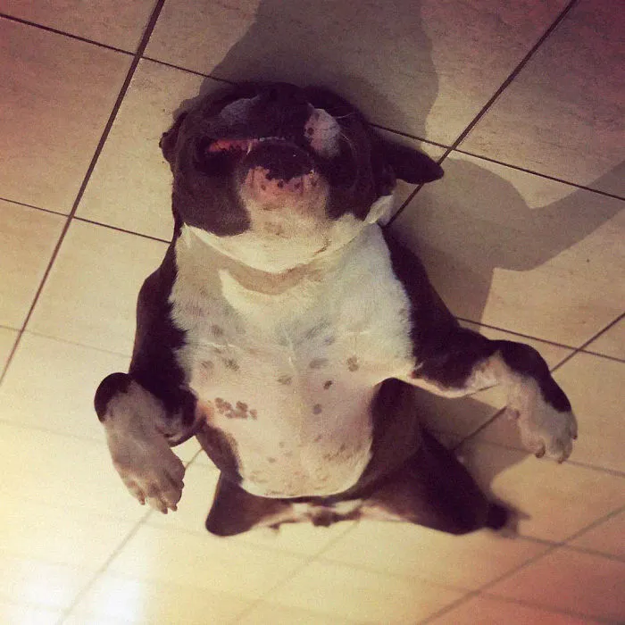 25+ Divertidos "perros globo" que se han quedado pegados al techo