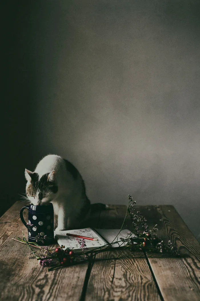 Here Are My Two Favorite Models - My Cats (30 Pics)