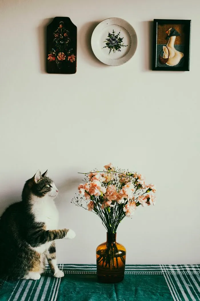 Les presento a mis dos modelos favoritos: mis gatos (30 fotos)