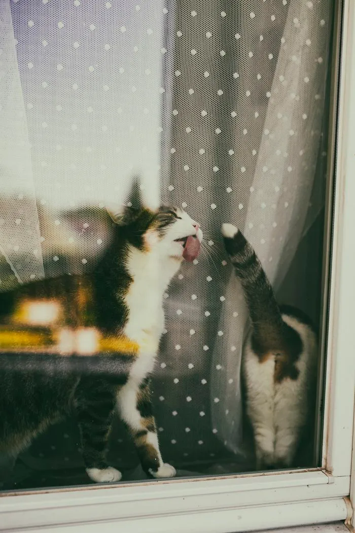 Here Are My Two Favorite Models - My Cats (30 Pics)