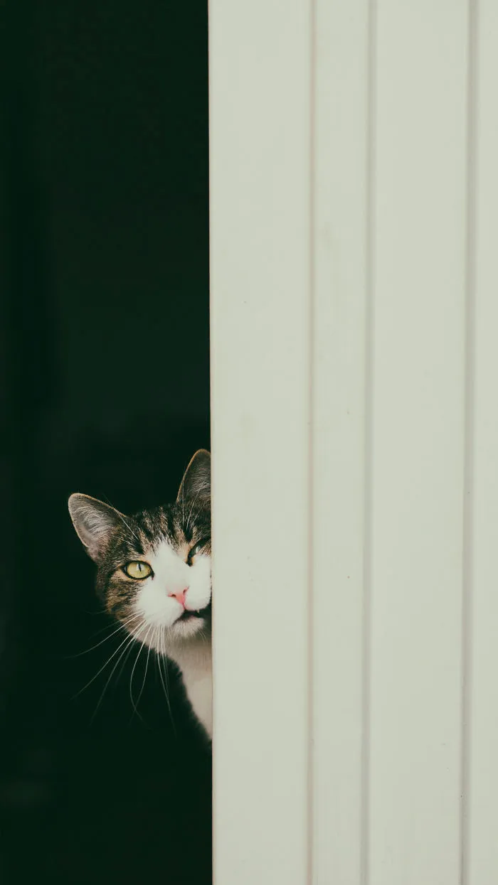 Les presento a mis dos modelos favoritos: mis gatos (30 fotos)