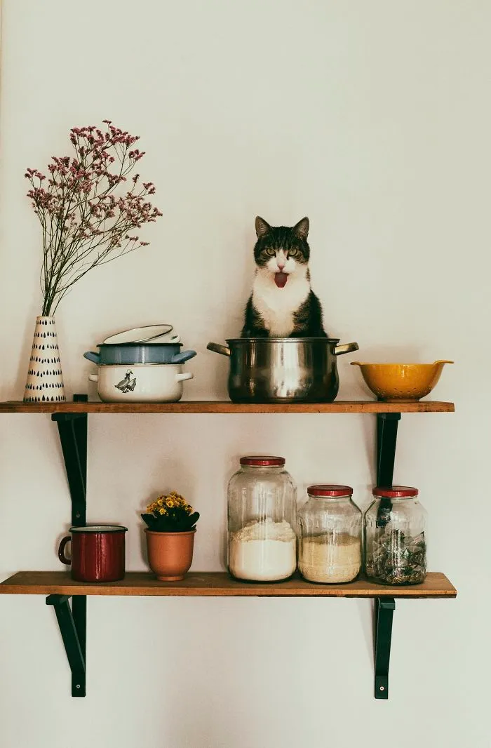 Here Are My Two Favorite Models - My Cats (30 Pics)