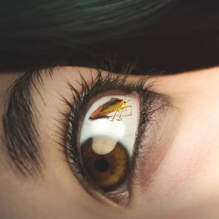 Buttereye