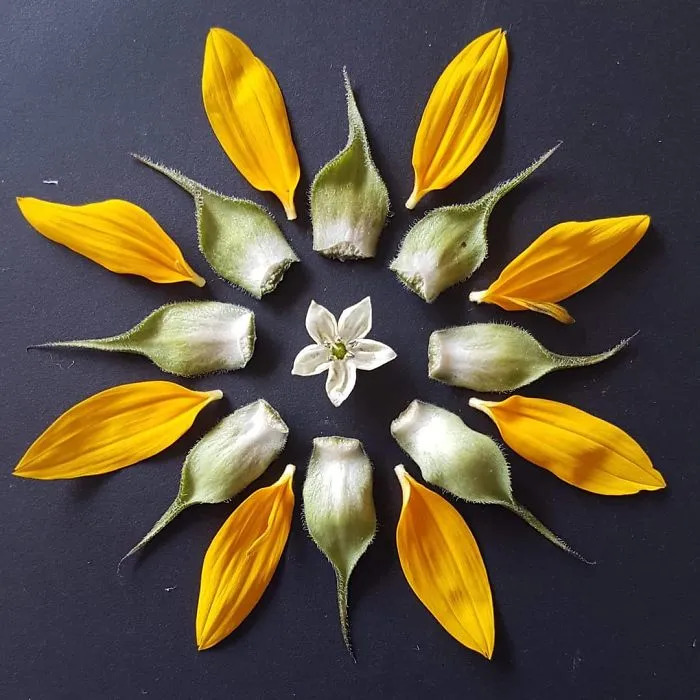 I Create Mandalas From Things I Find In Nature As A Way To Meditate