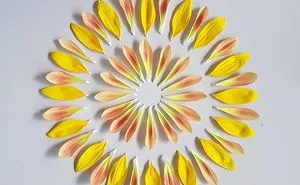 I Create Mandalas From Things I Find In Nature As A Way To Meditate