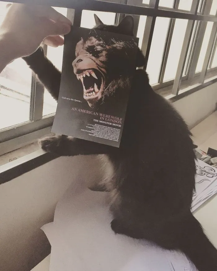 Photographer Follows Cats Around To “Insert” Them Behind Famous Movie Posters, And The Result Is Purrfect