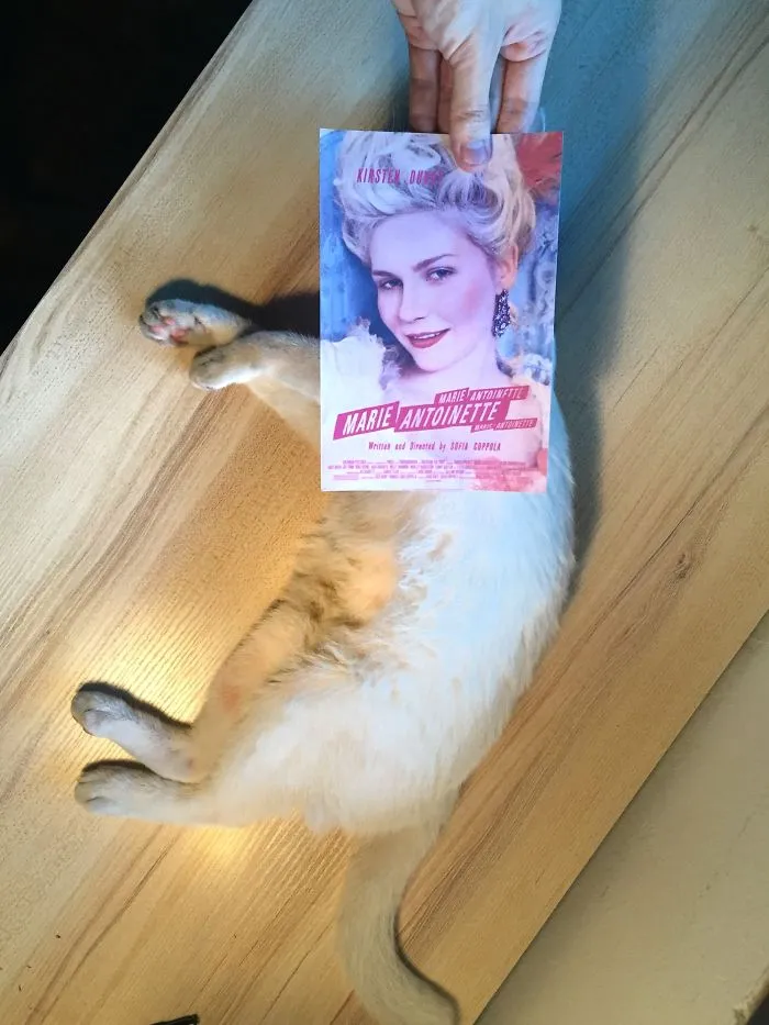 Photographer Follows Cats Around To “Insert” Them Behind Famous Movie Posters, And The Result Is Purrfect