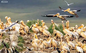 Pelicans At Javakheti National Park