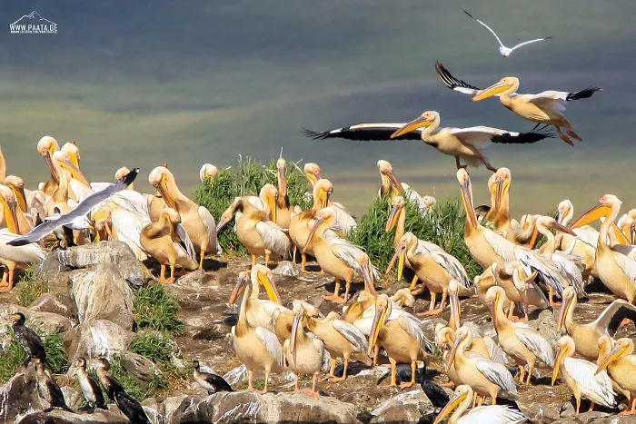 Pelicans At Javakheti National Park