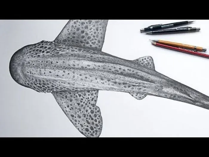 Shark Illustration Is Ripped In Half...