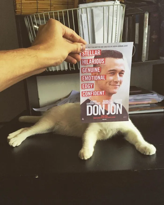 Photographer Follows Cats Around To “Insert” Them Behind Famous Movie Posters, And The Result Is Purrfect