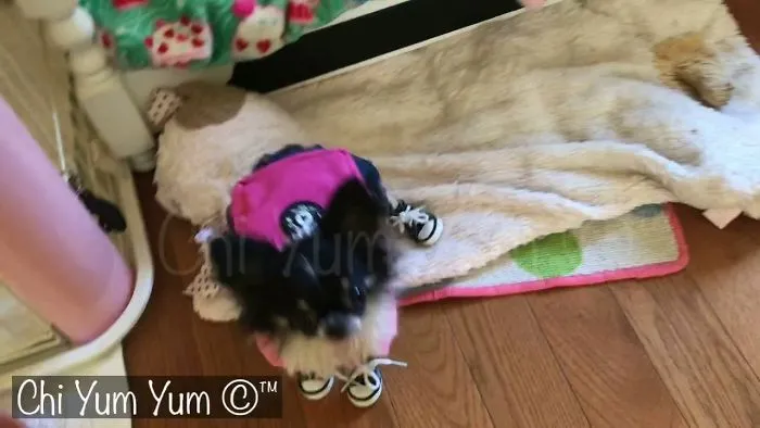 “Go Pixie, Go” - Chi Yum Yum