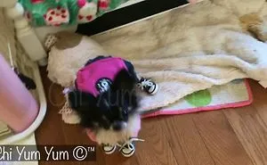 “Go Pixie, Go” - Chi Yum Yum