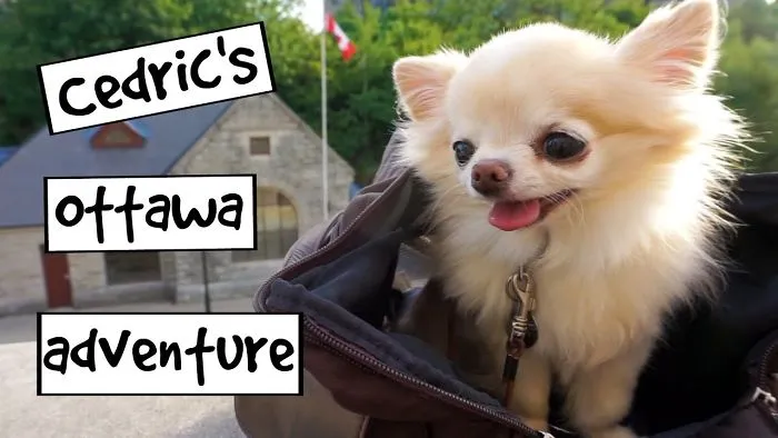 Chihuahua Cedric Explores Ottawa