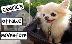 Chihuahua Cedric Explores Ottawa