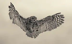Spotted Eagle Owl Photographed At Eagle Encounters