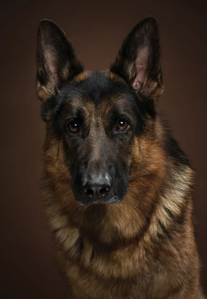 Tiger, The German Shepherd