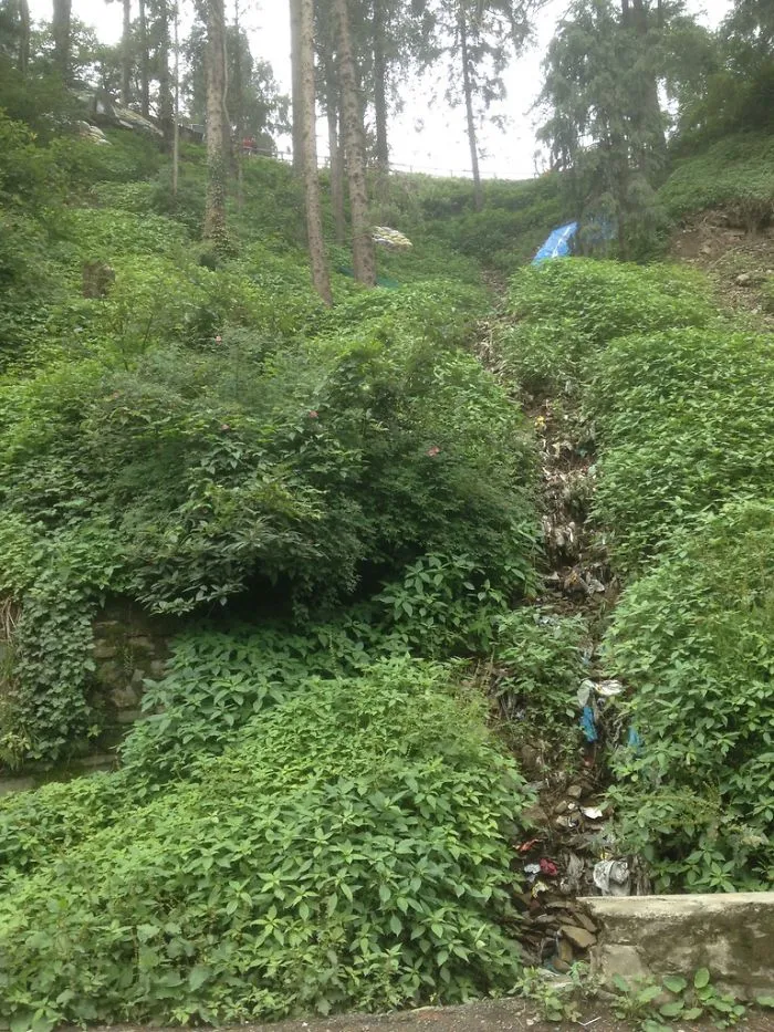 Invasion In Nature