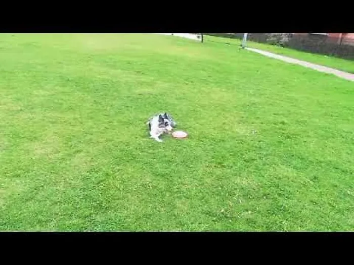 Neymar's Dog