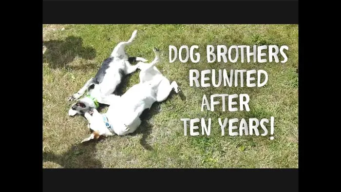 My Dog Reunited With His Brother After Ten Years Of Being Separated