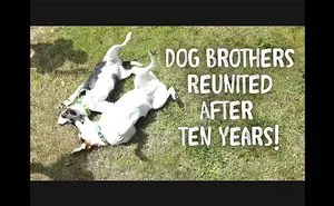 My Dog Reunited With His Brother After Ten Years Of Being Separated