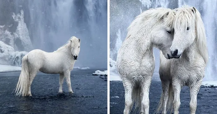 Fairytale-Like Pictures Of Horses Living In Extreme Iceland Conditions