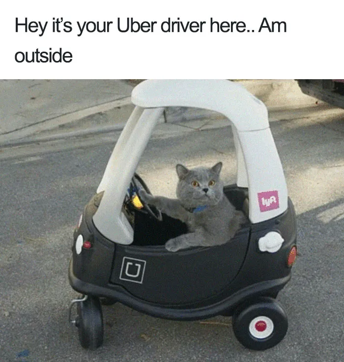 20 Hilarious Uber Animal Memes